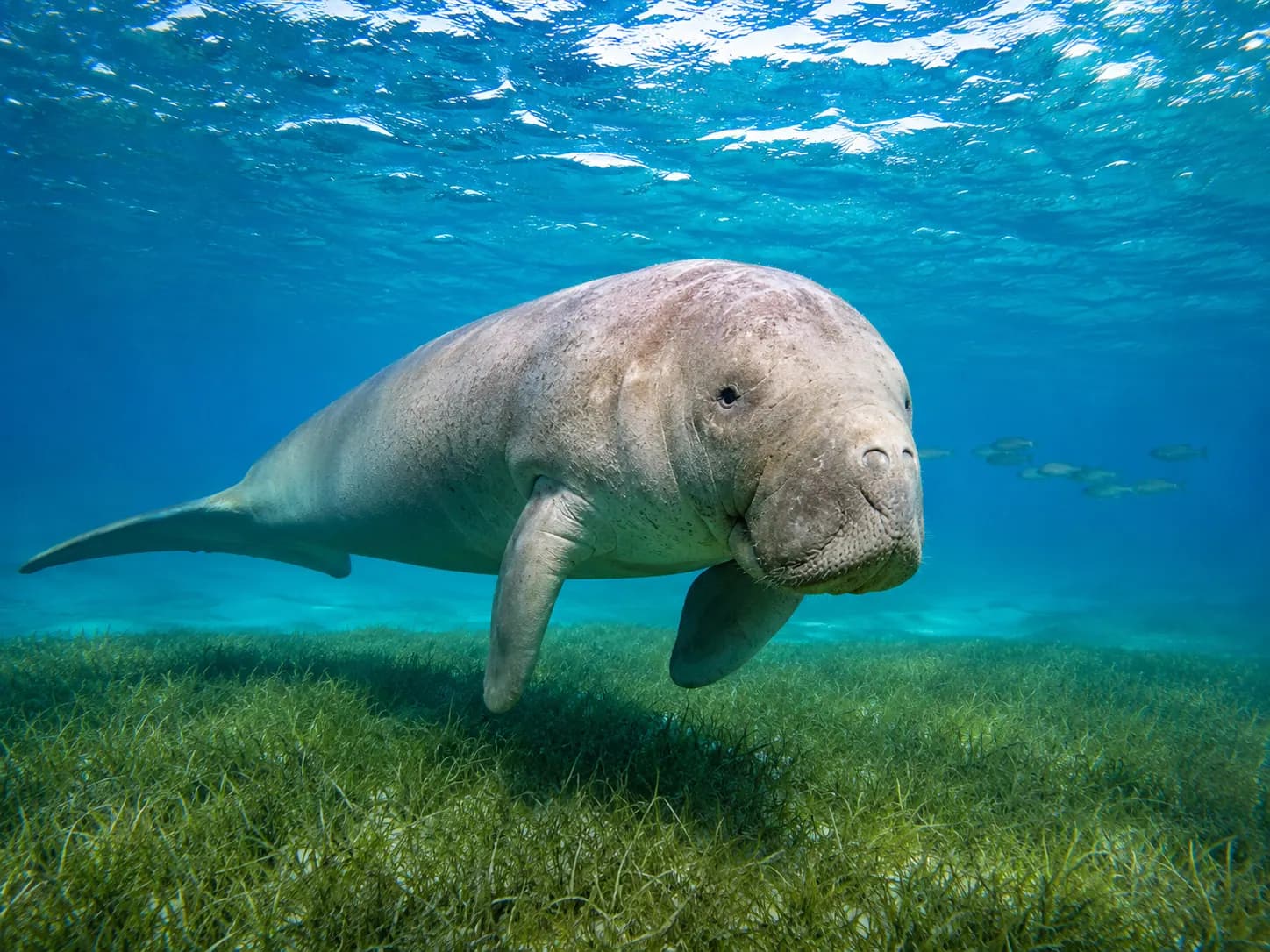 Underwater photo from a Red Sea dive trip in Marsa Alam