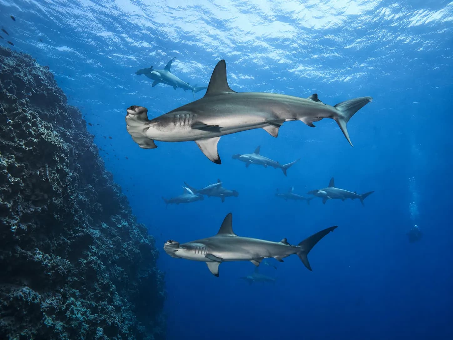 Underwater photo from a Red Sea dive trip in Marsa Alam