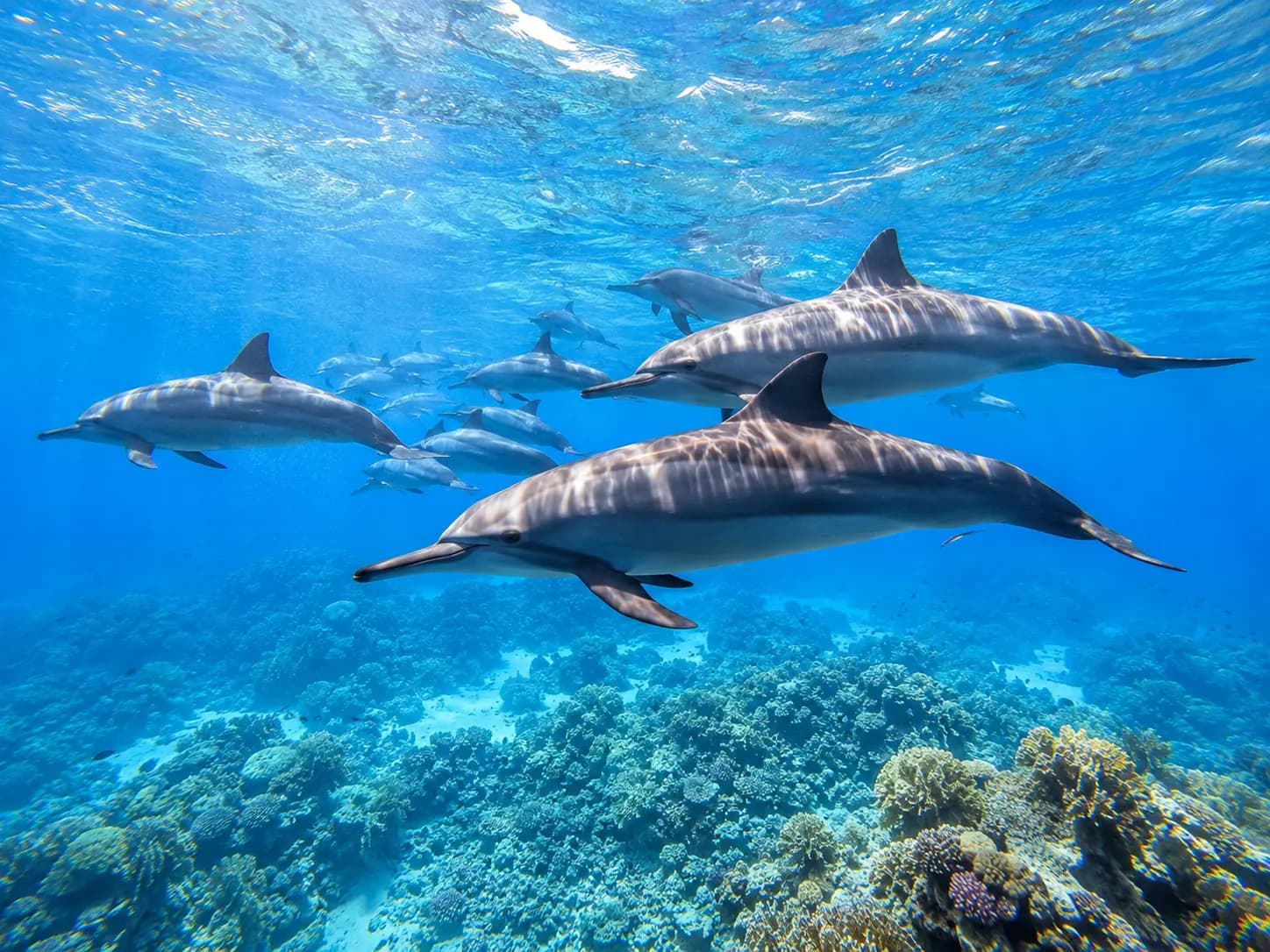 Underwater photo from a Red Sea dive trip in Marsa Alam