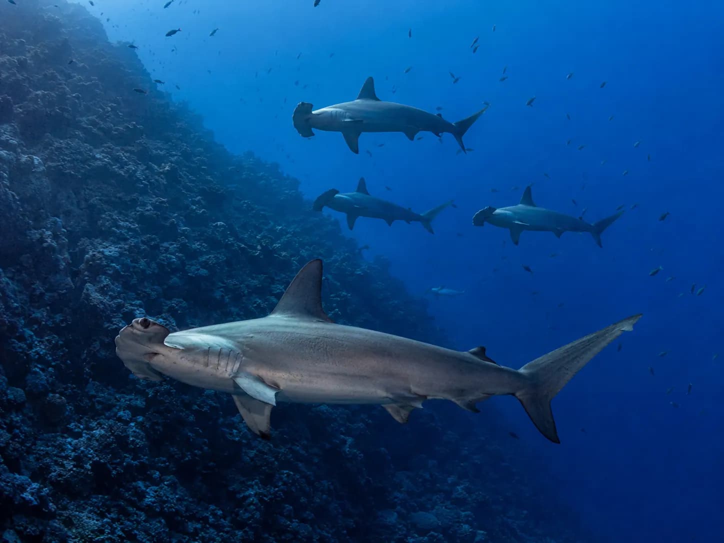 Underwater photo from a Red Sea dive trip in Marsa Alam