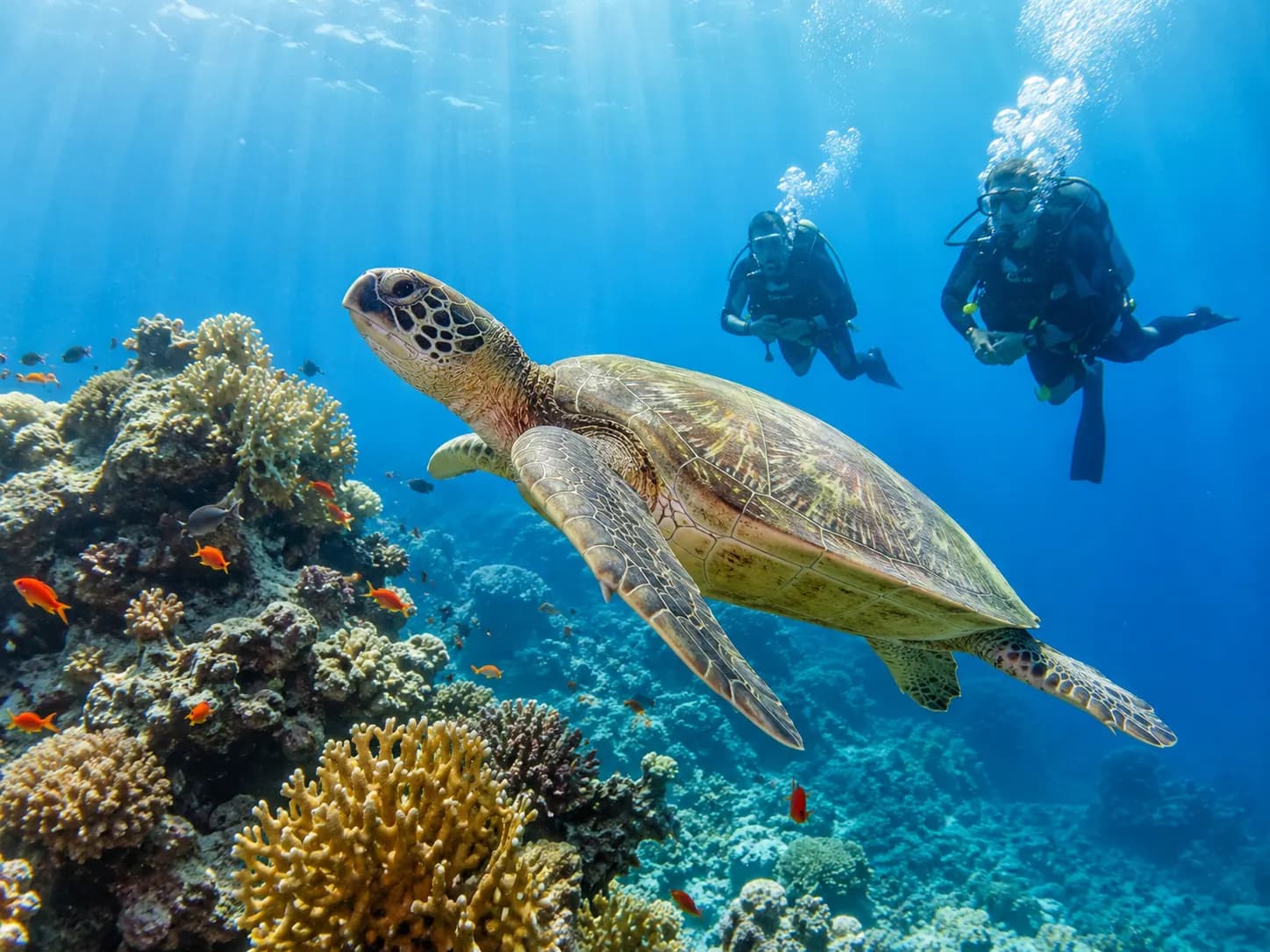 Underwater photo from a Red Sea dive trip in Marsa Alam