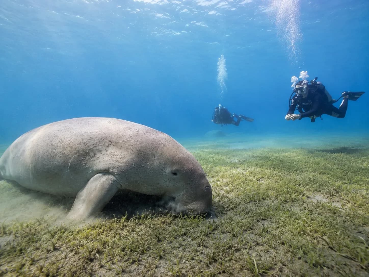 Underwater photo from a Red Sea dive trip in Marsa Alam