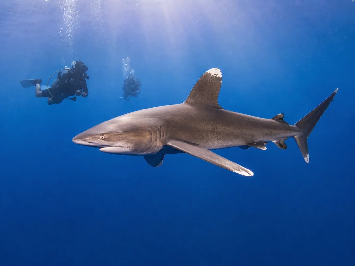 Underwater photo from a Red Sea dive trip in Marsa Alam