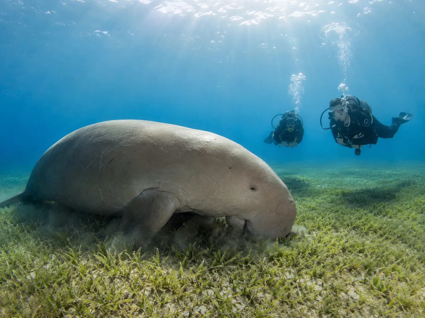 Underwater photo from a Red Sea dive trip in Marsa Alam