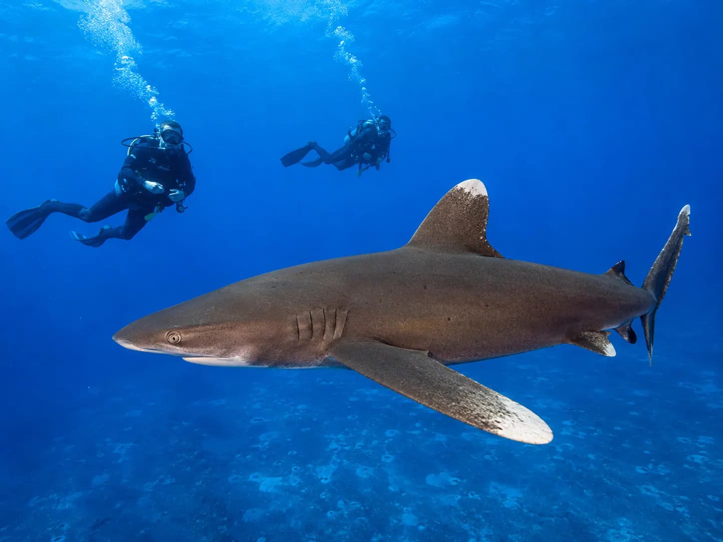 Underwater photo from a Red Sea dive trip in Marsa Alam