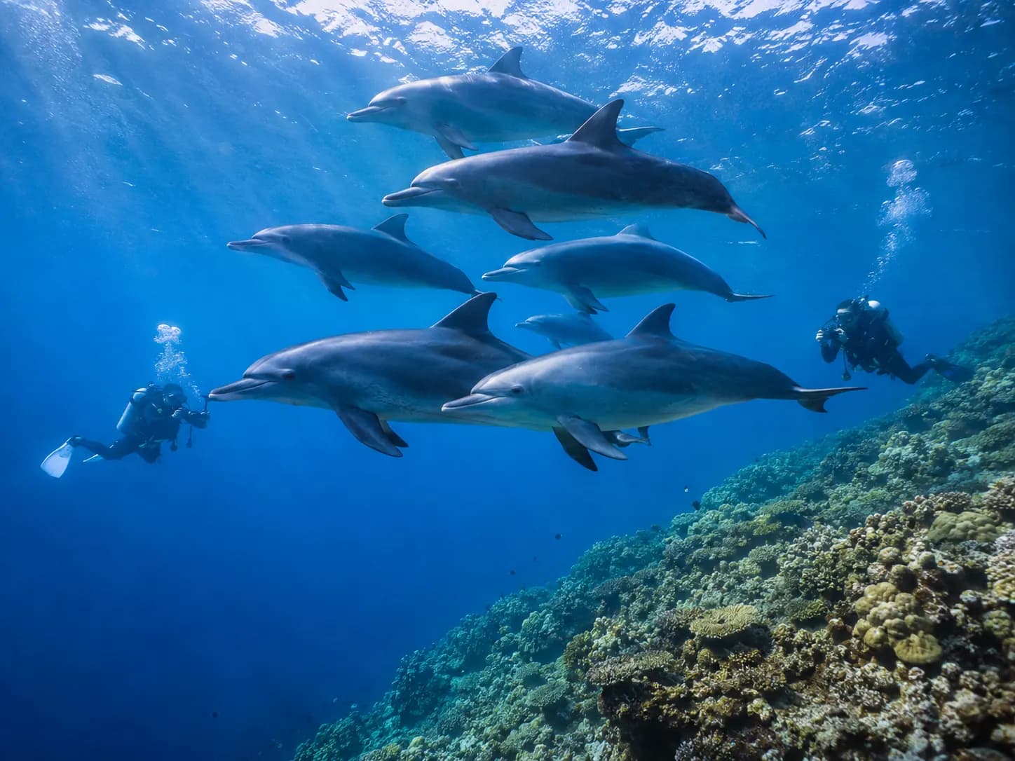 Underwater photo from a Red Sea dive trip in Marsa Alam