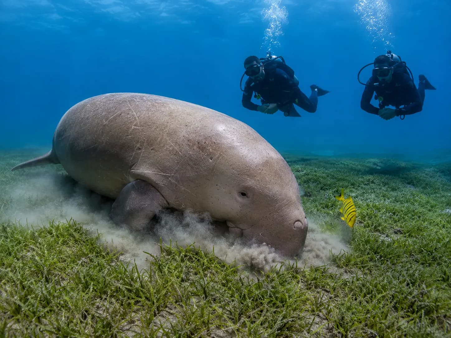 Underwater photo from a Red Sea dive trip in Marsa Alam