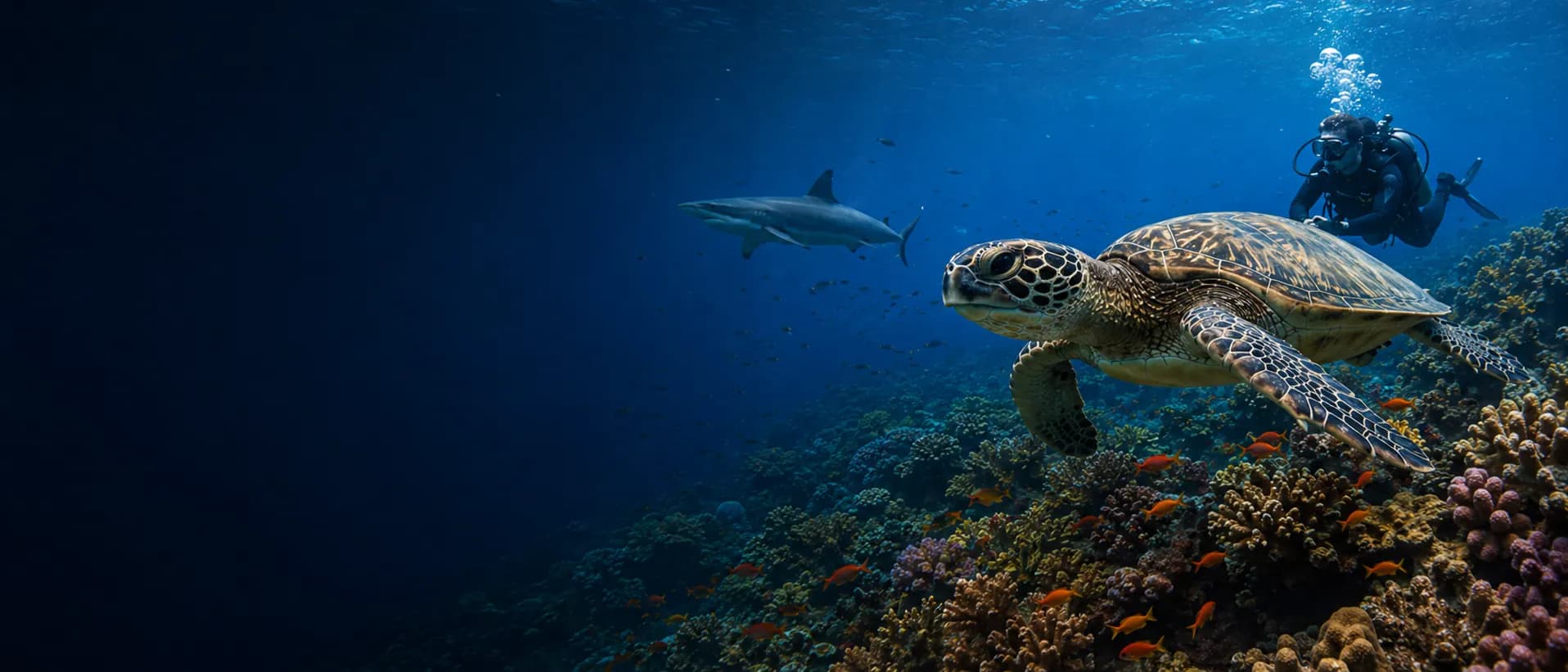 Reef shark, sea turtle, and diver at a Red Sea dive site