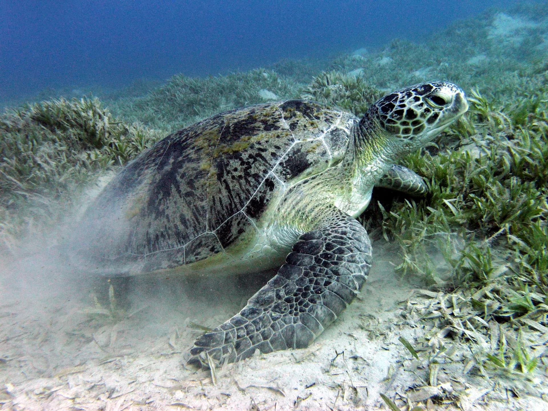 Green sea turtle on seagrass at Abu Dabbab Bay, Marsa Alam, Red Sea