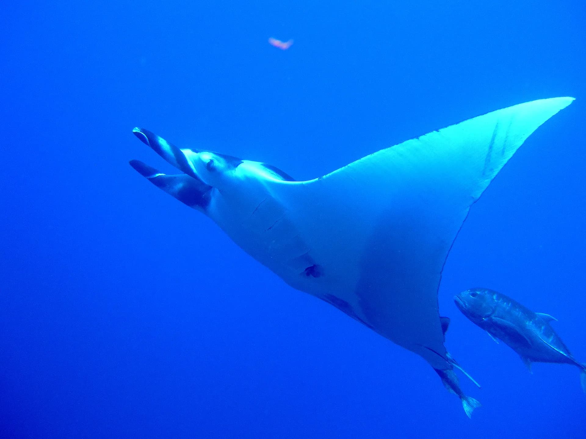 Underwater view of Sha'ab Abu Sail, Marsa Alam Red Sea