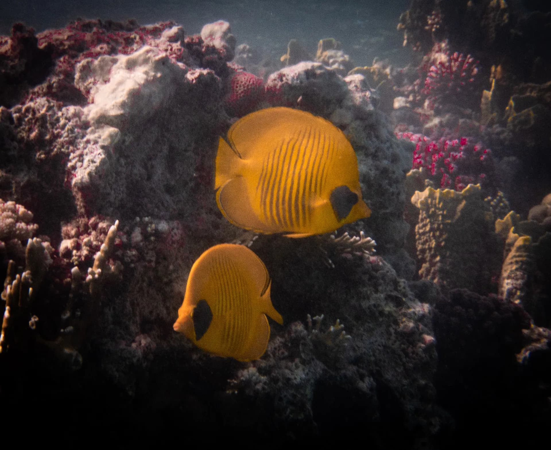 Underwater view of Coraya Bay, Marsa Alam Red Sea