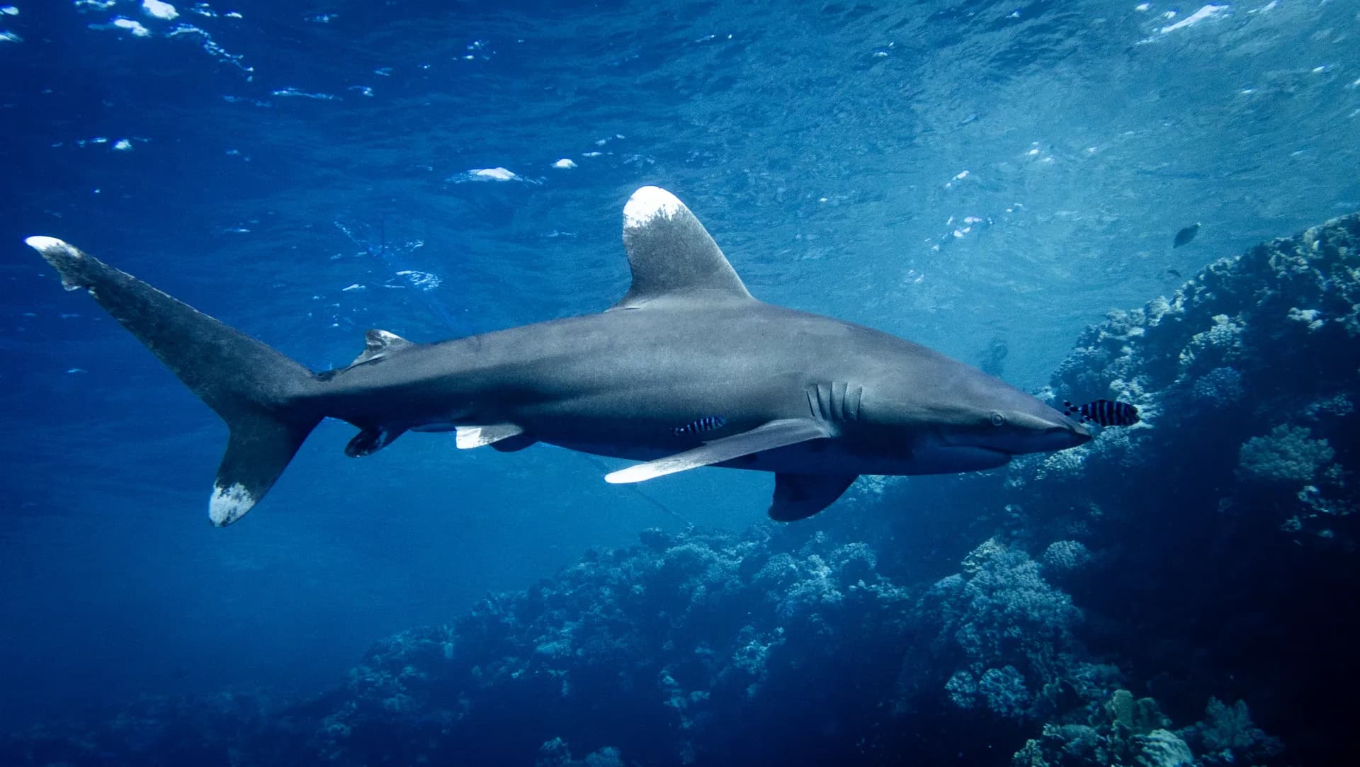 Underwater view of Elphinstone Reef, Marsa Alam Red Sea