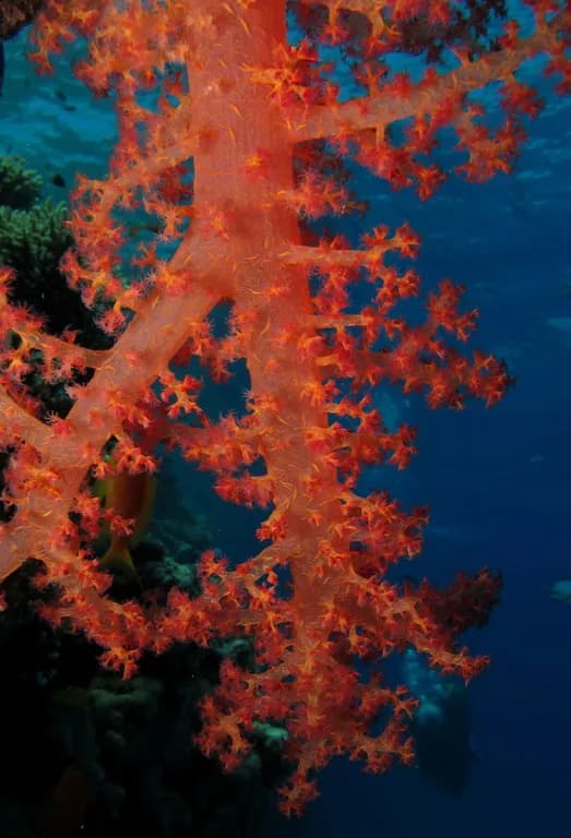 Underwater view of Gota Sagar (St. John's), Marsa Alam Red Sea