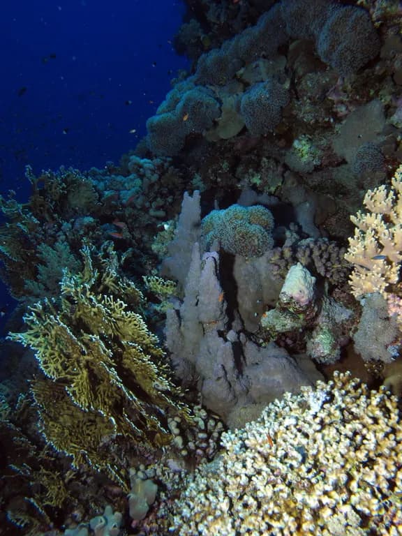 Underwater view of Habili Ali (St. John's), Marsa Alam Red Sea