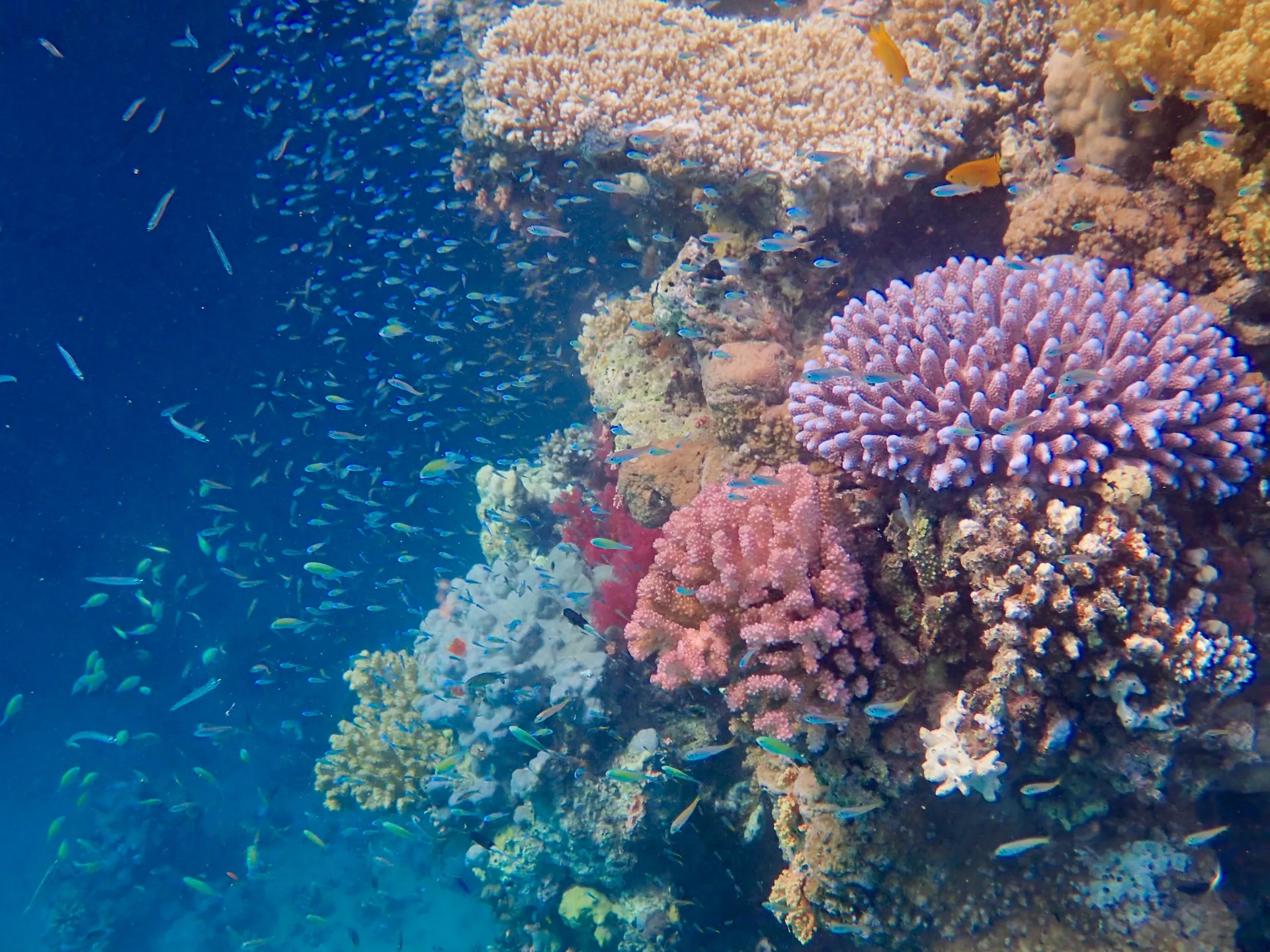 Underwater view of Halq Al-Shouna, Marsa Alam Red Sea