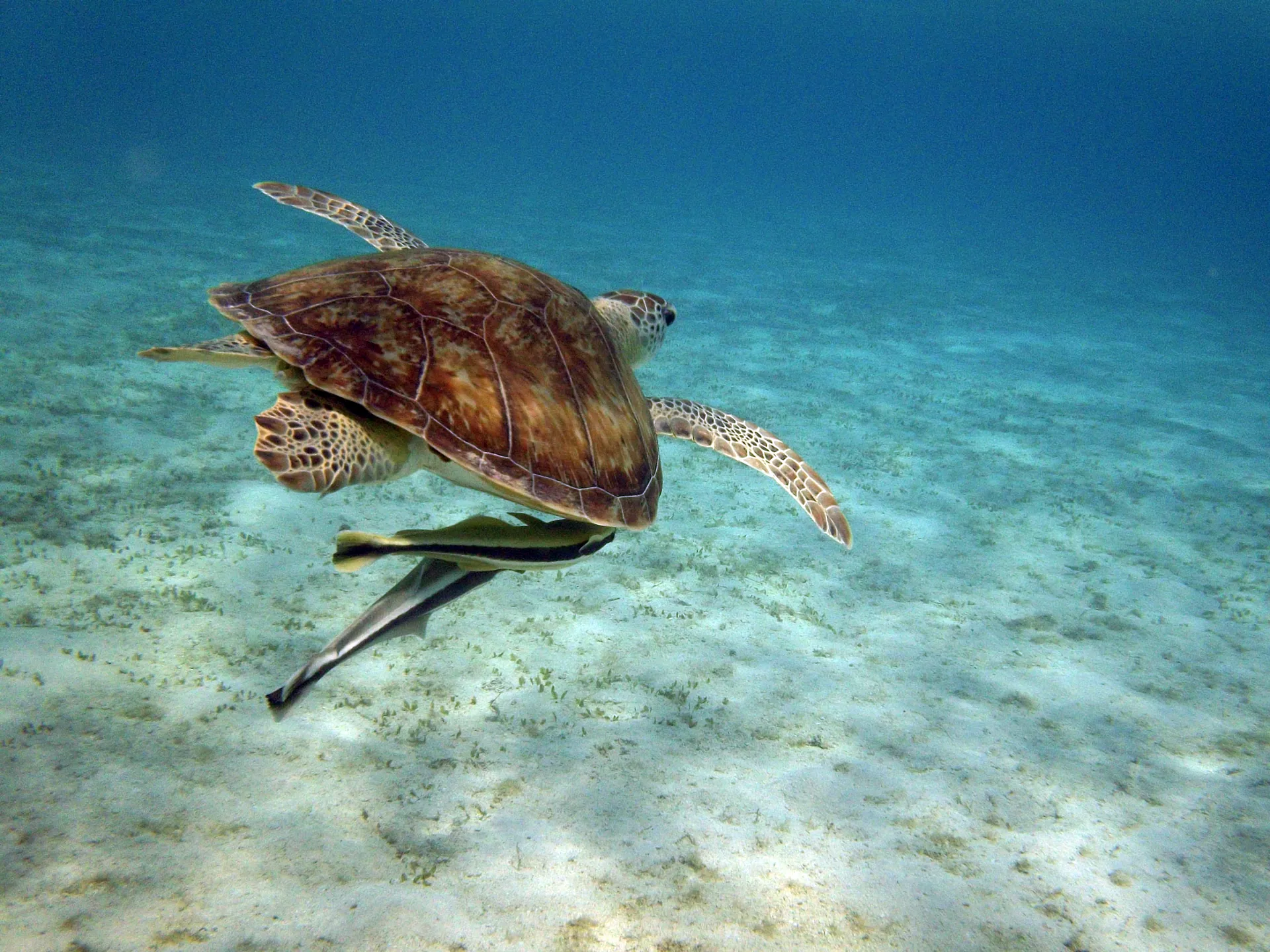 Underwater view of Marsa Abu Sail, Marsa Alam Red Sea