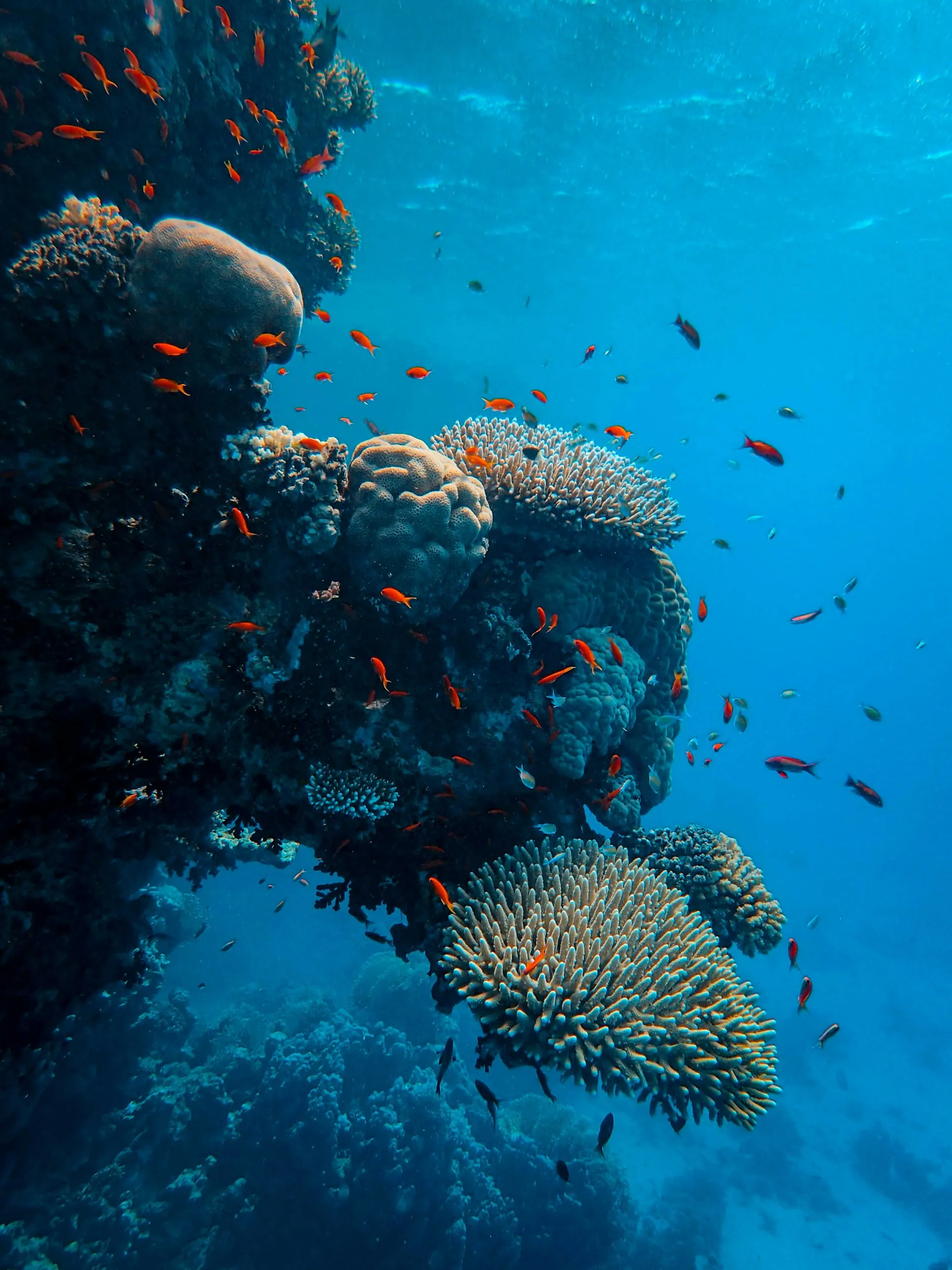 Underwater view of Marsa Assalaya, Marsa Alam Red Sea