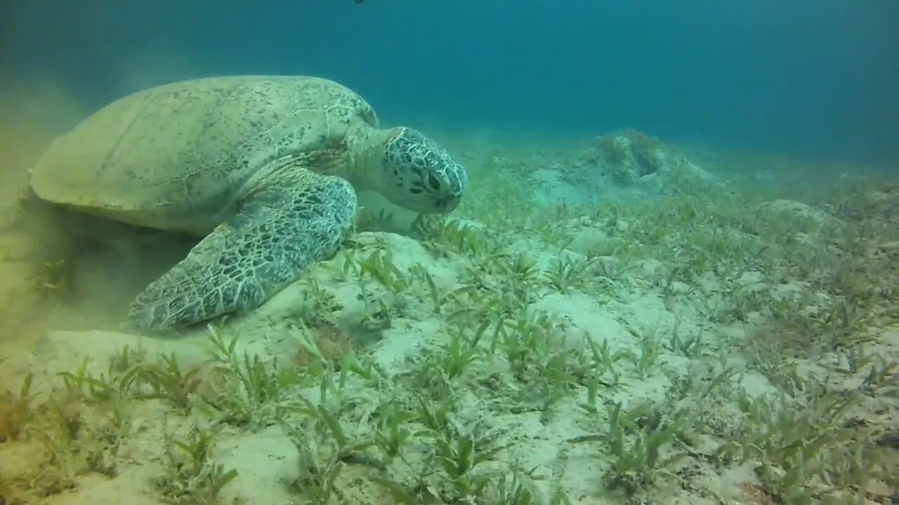 Underwater view of Marsa Egla, Marsa Alam Red Sea