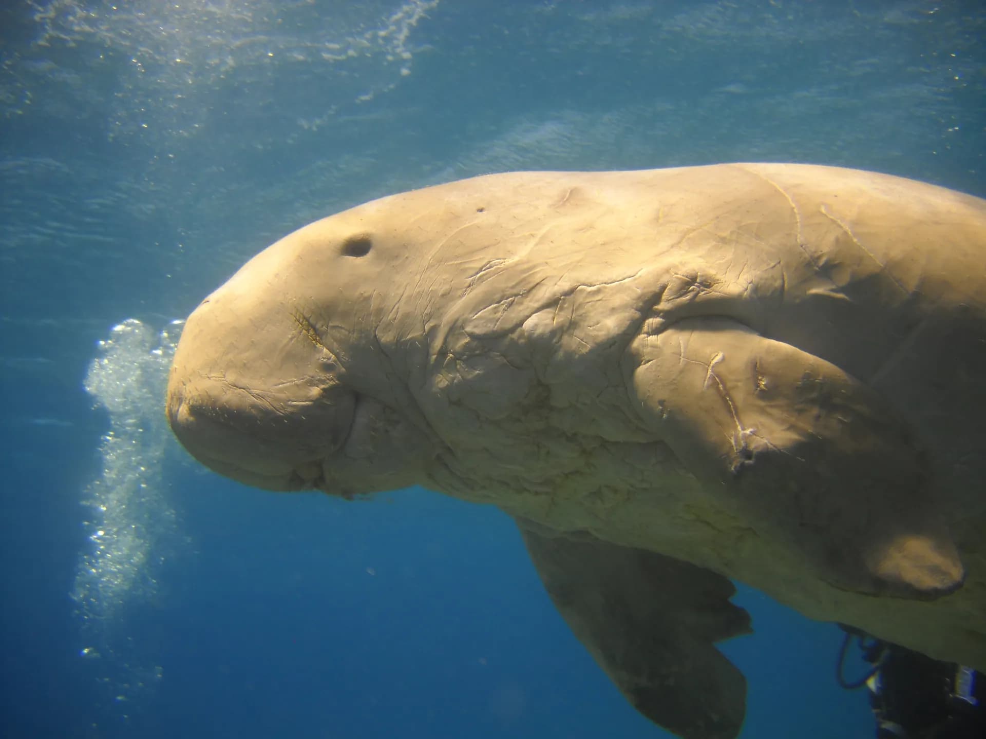 Dugong (sea cow) feeding on seagrass at Marsa Mubarak, Red Sea