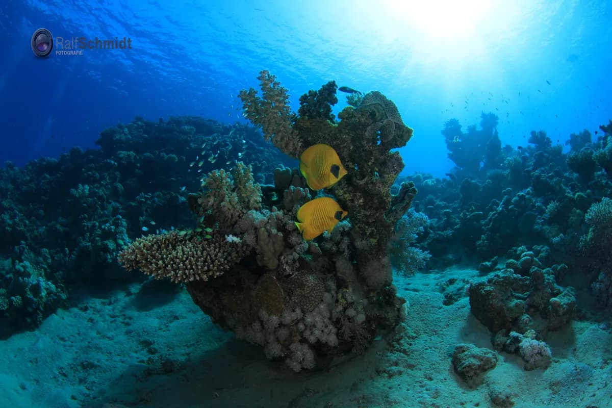 Underwater view of Marsa Nakari, Marsa Alam Red Sea