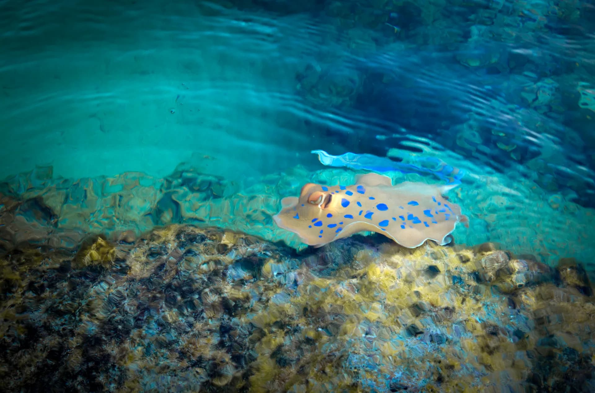 Underwater view of Marsa Samadai, Marsa Alam Red Sea