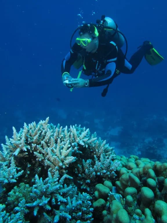 Underwater view of Sharm El Luli, Marsa Alam Red Sea