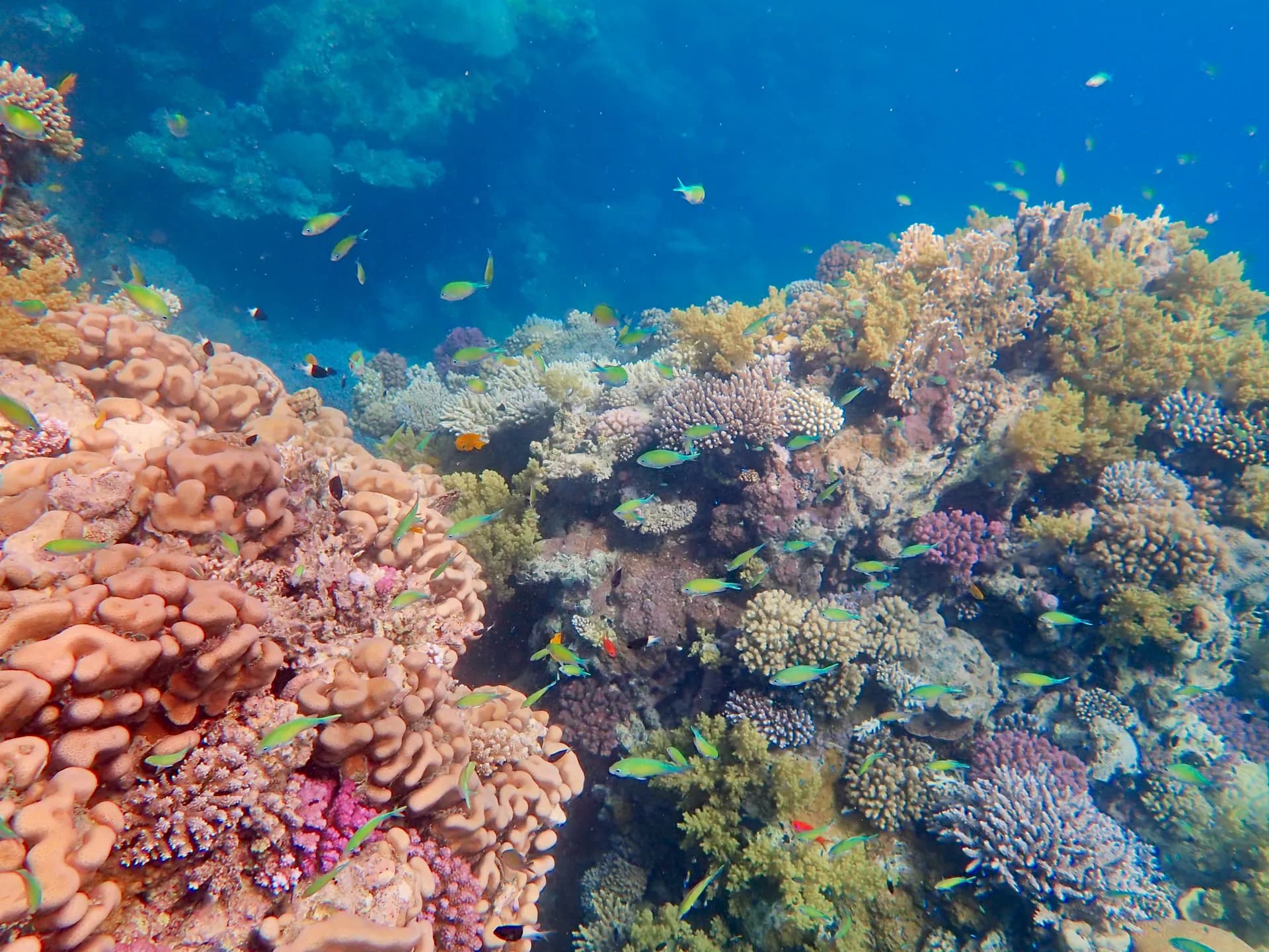 Underwater view of Marsa Shouna, Marsa Alam Red Sea