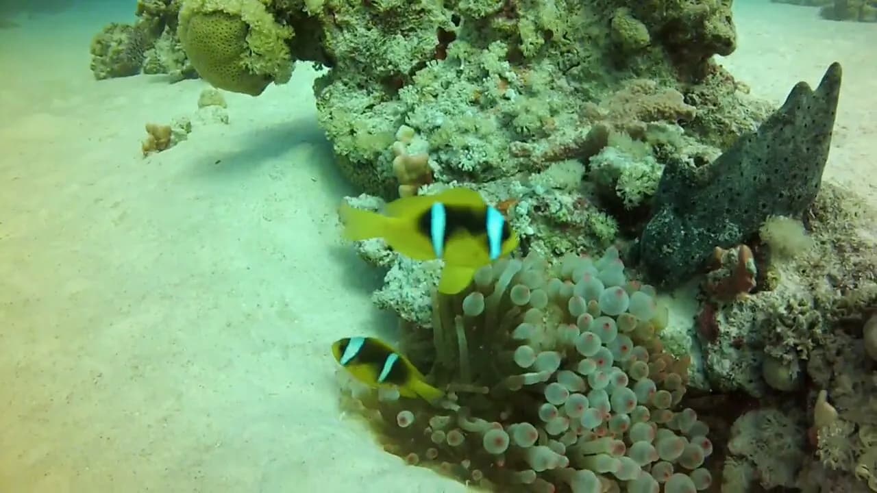 Underwater view of Marsa Tondoba, Marsa Alam Red Sea