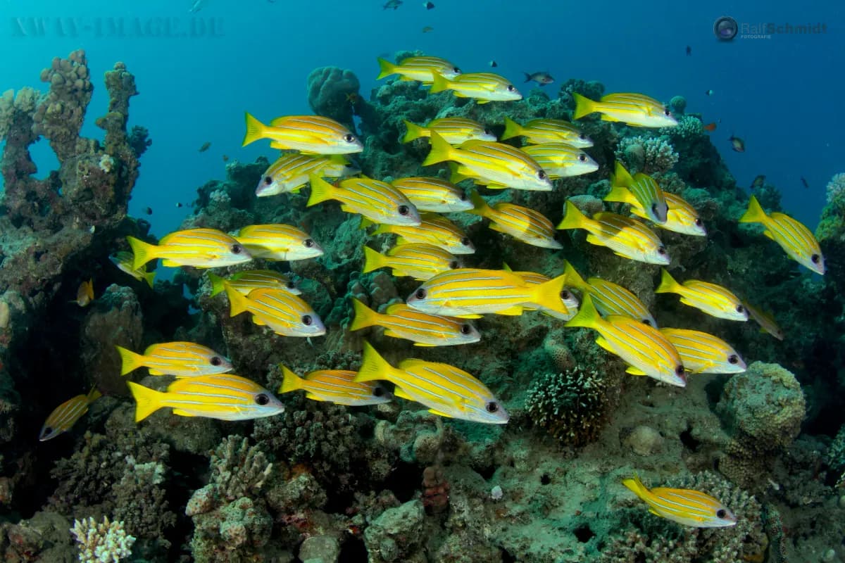 Underwater view of Sha'ab Marsa Alam, Marsa Alam Red Sea