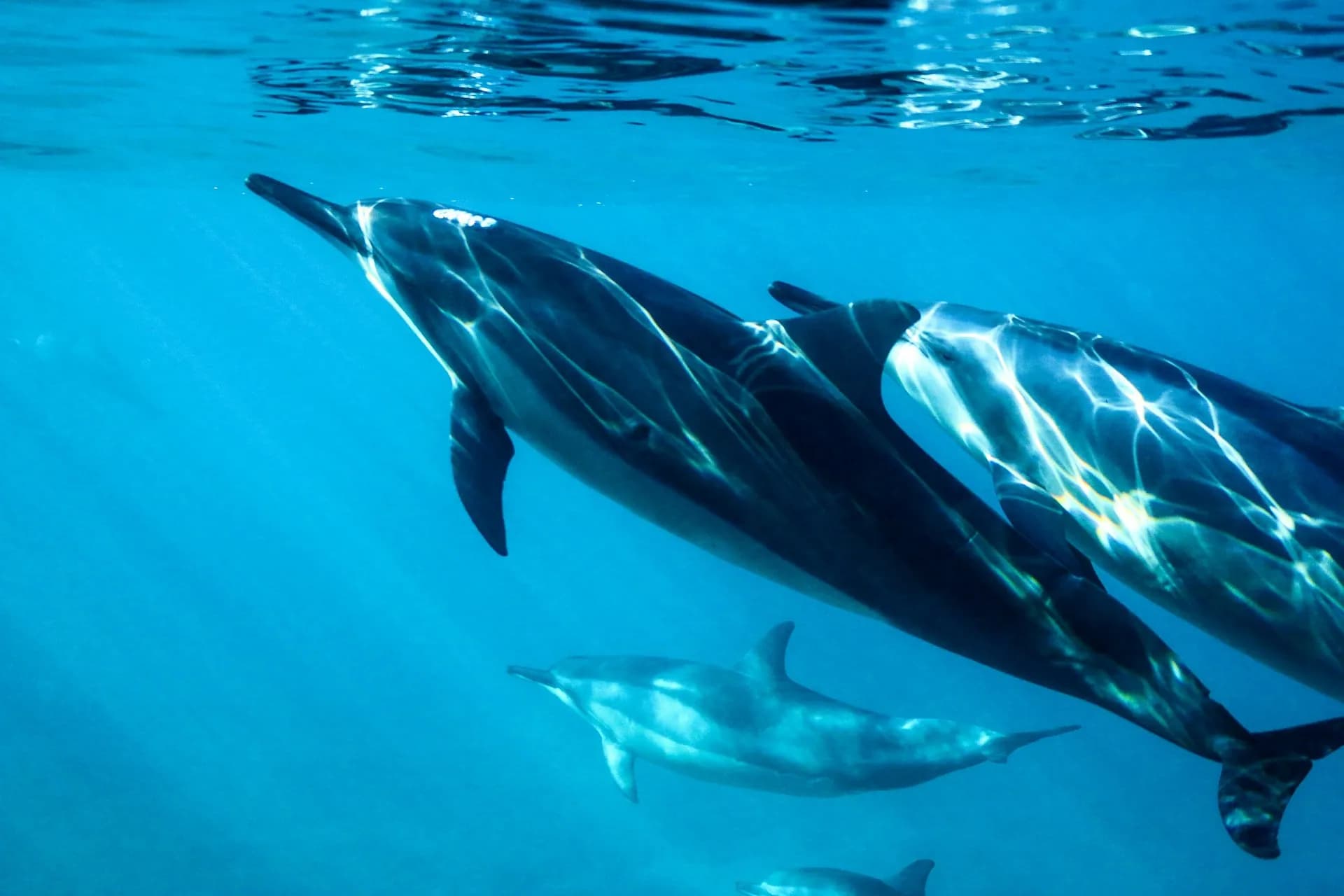 Pod of spinner dolphins underwater at Sha'ab Samadai (Dolphin House), Marsa Alam