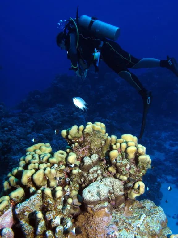 Underwater view of Sha'ab Sharm, Marsa Alam Red Sea