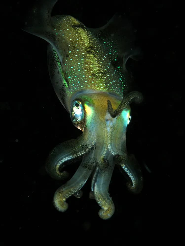 Nagyuszonyu zatonykalmar (Sepioteuthis lessoniana)