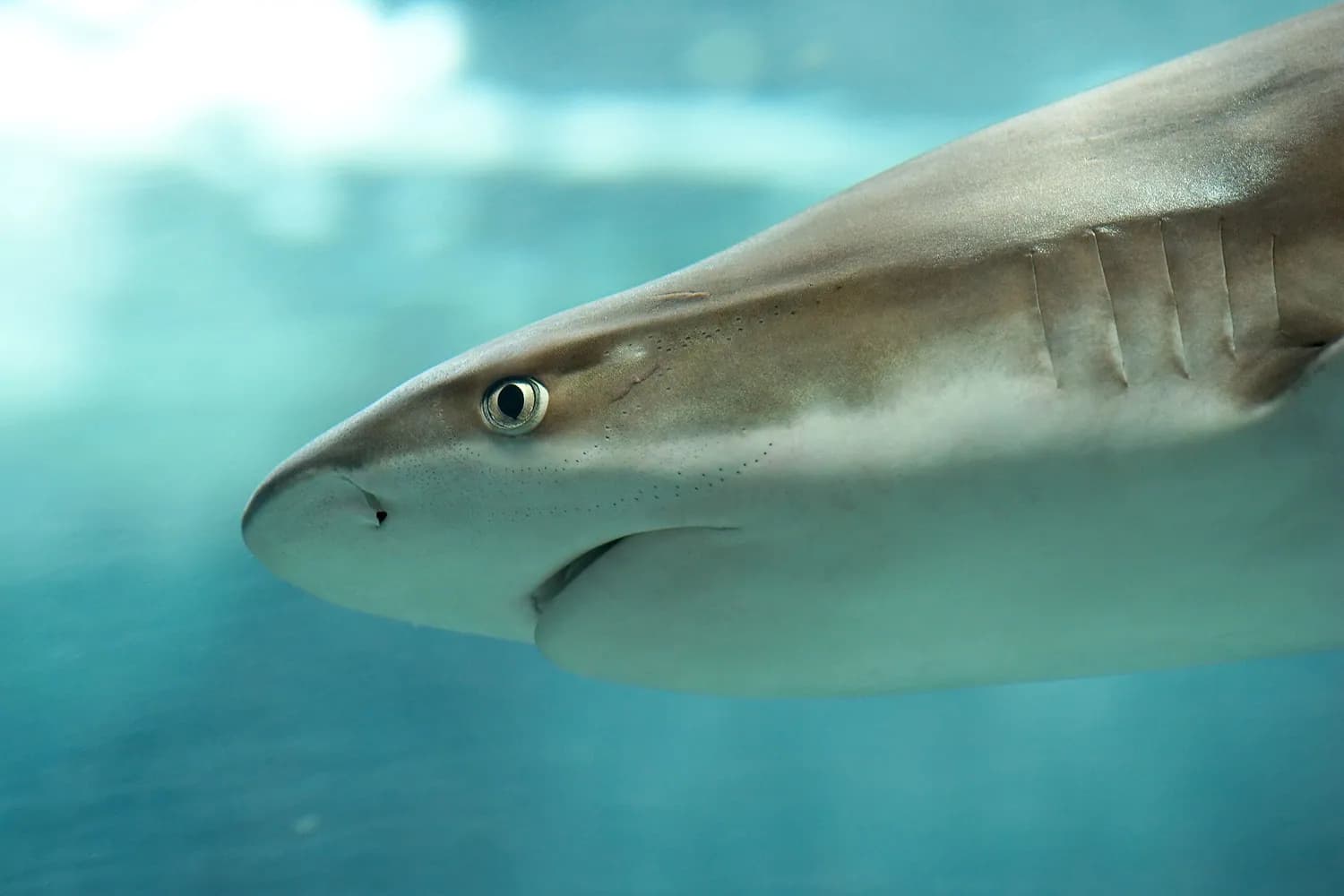 검은지느러미암초상어 (Carcharhinus melanopterus)