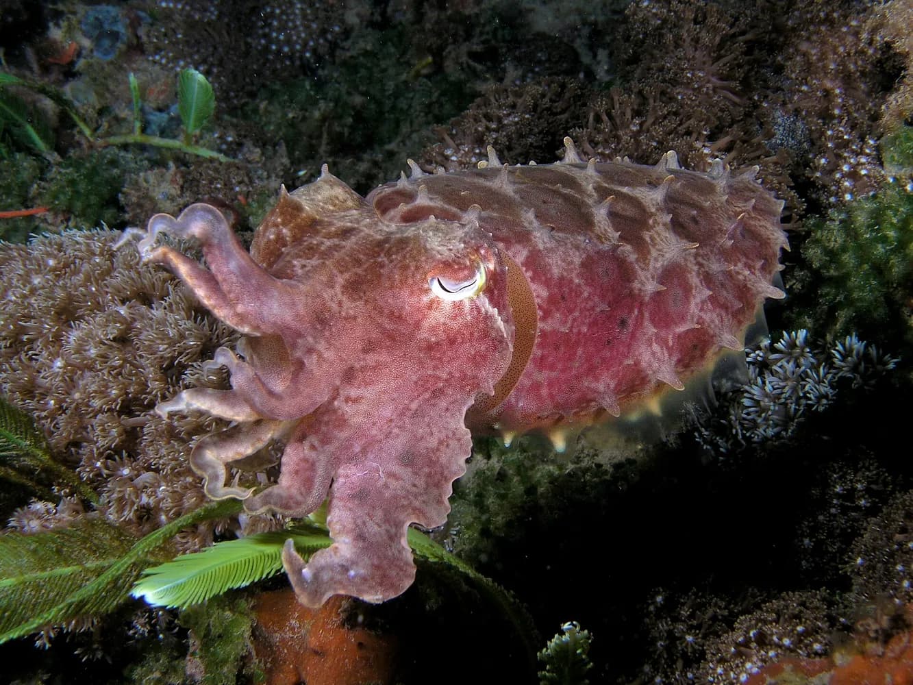 Szeleskaru tintahal (Sepia latimanus)
