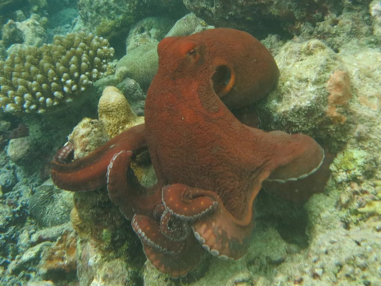 Nappali polip (Octopus cyanea)