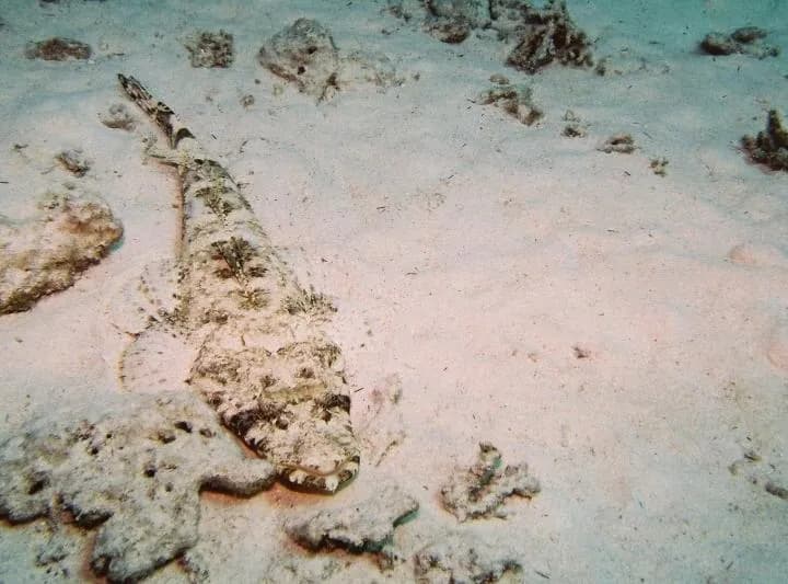 Pez cocodrilo (Papilloculiceps longiceps)