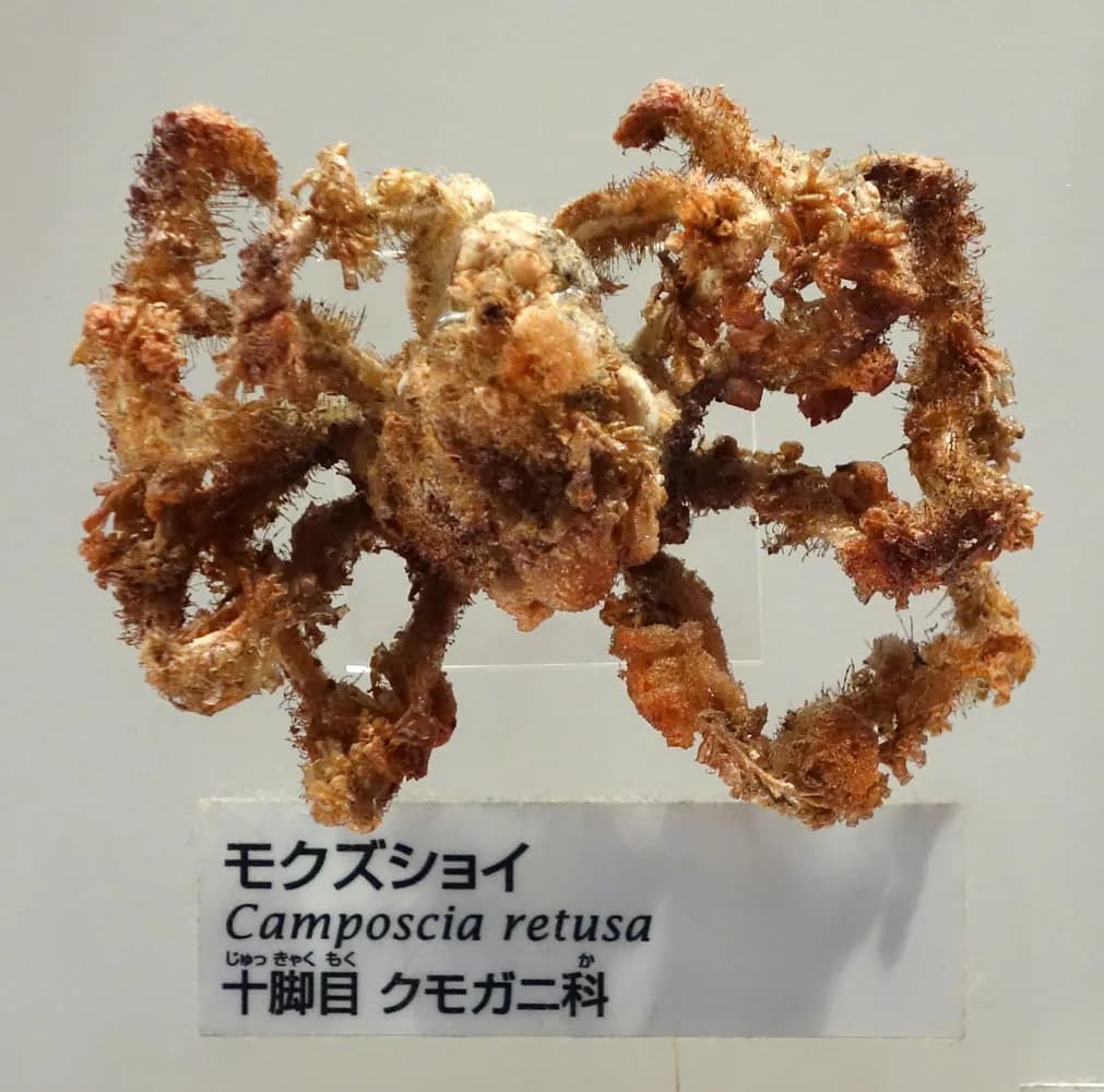 Krab dekoratér (Camposcia retusa)