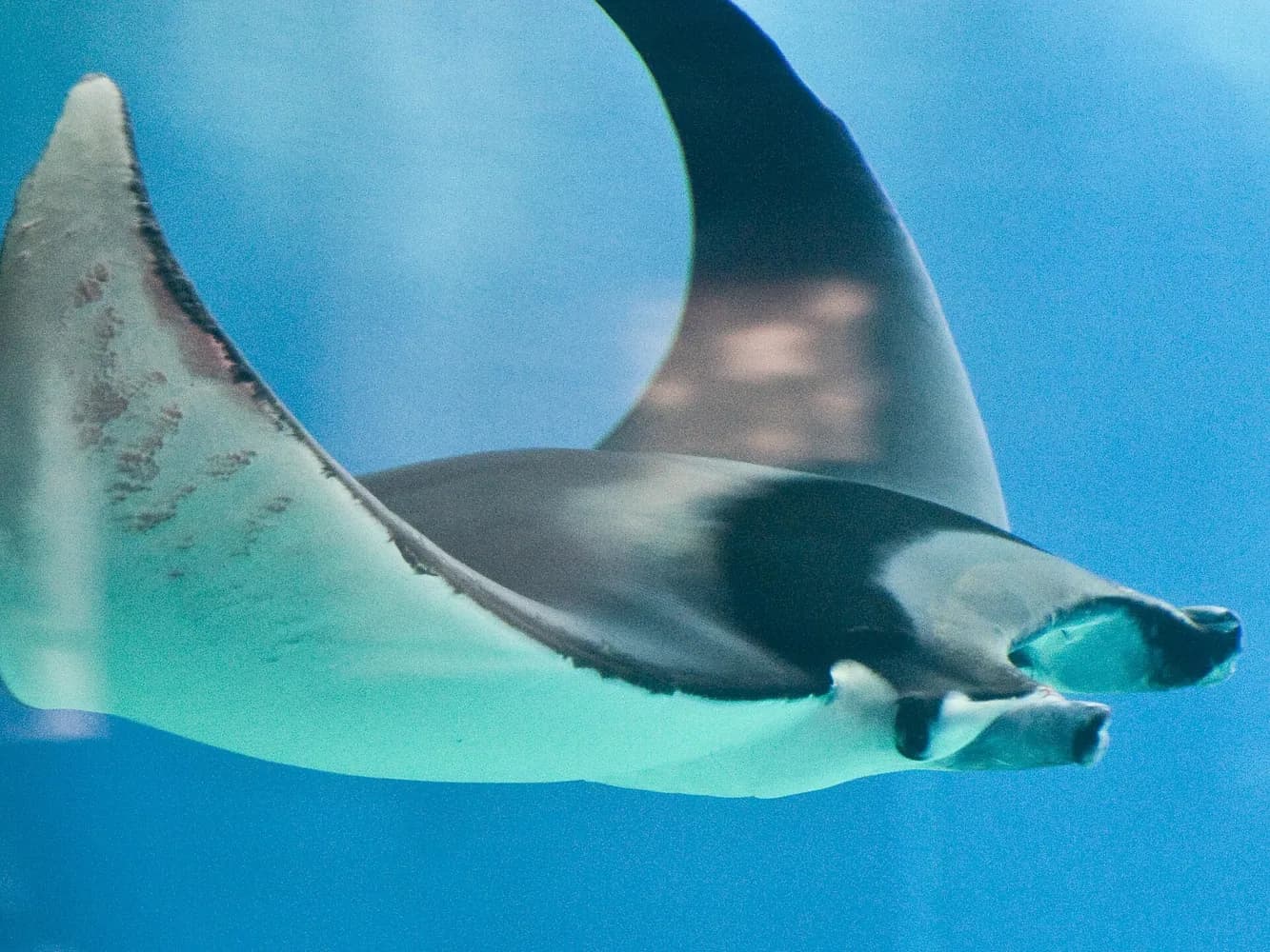 Ďas rejnokovitý (Mobula mobular)