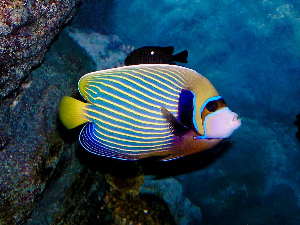 황제엔젤피시 (Pomacanthus imperator)