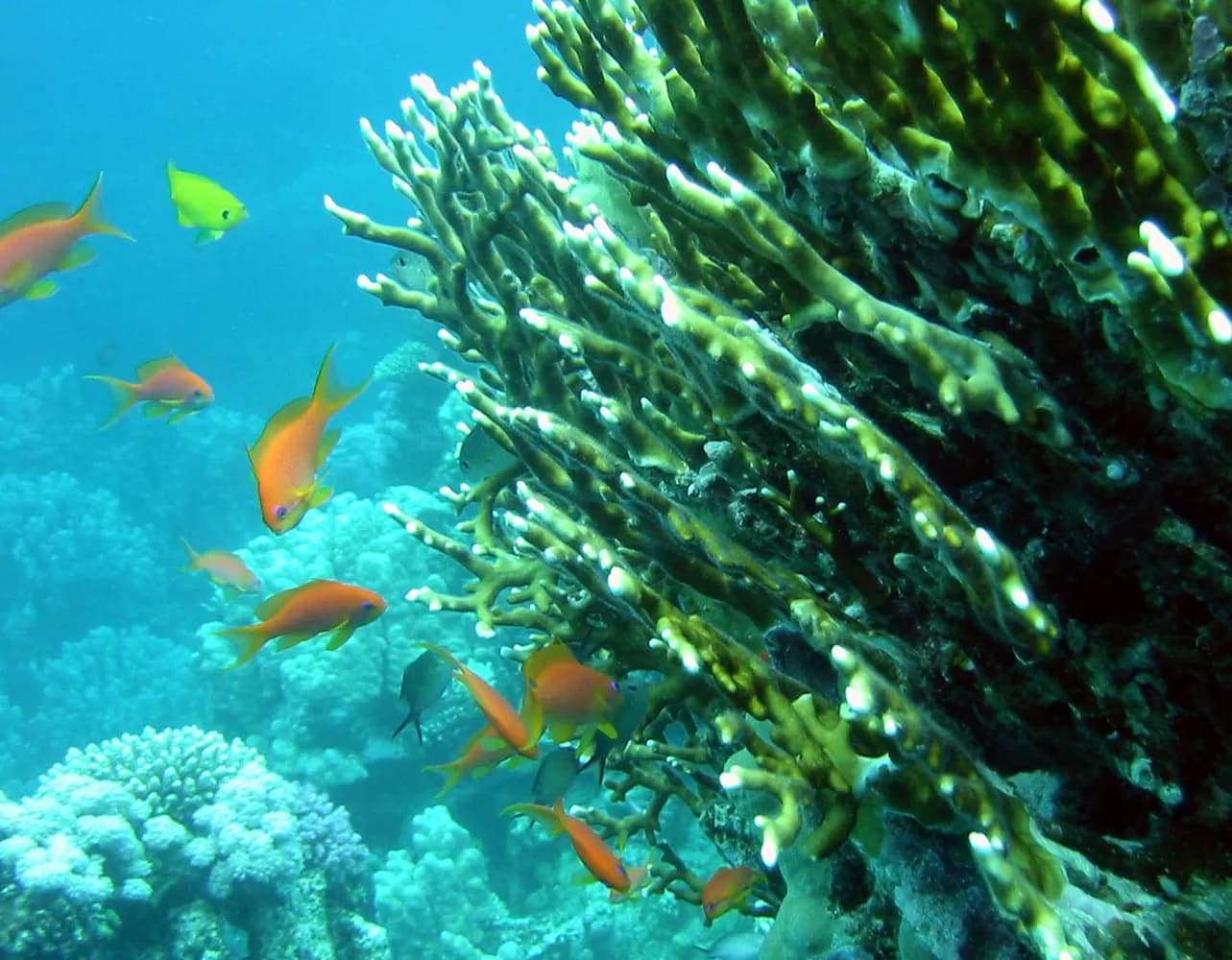 Koralowiec ogniowy (Millepora spp.)