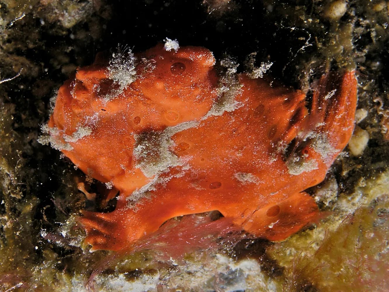 Pez rana pintado (Antennarius pictus)