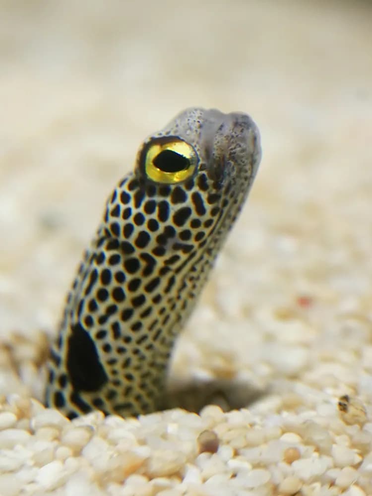 Gefleckter Röhrenaal (Heteroconger hassi)