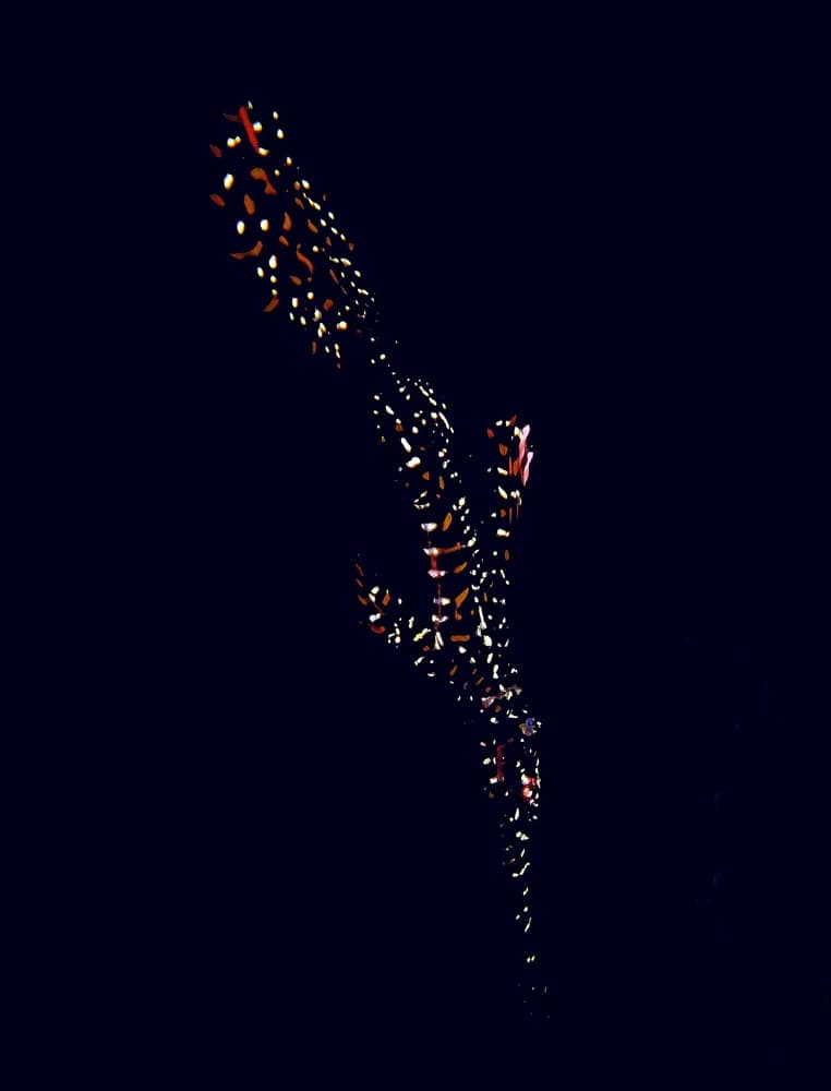 Pez pipa fantasma ornamentado (Solenostomus paradoxus)