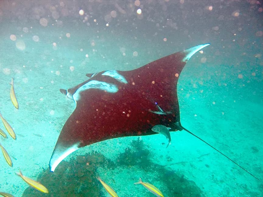 Manta obrovská (Mobula birostris)