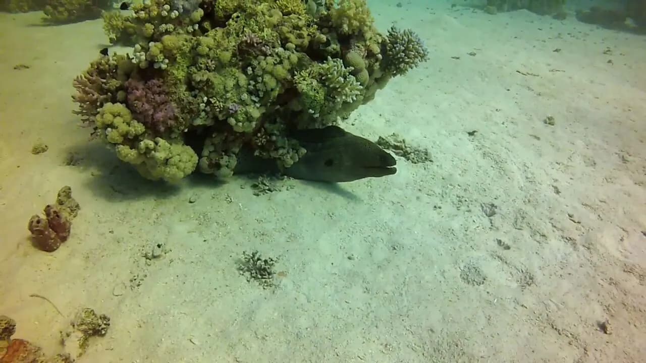 Marine life category: Eels