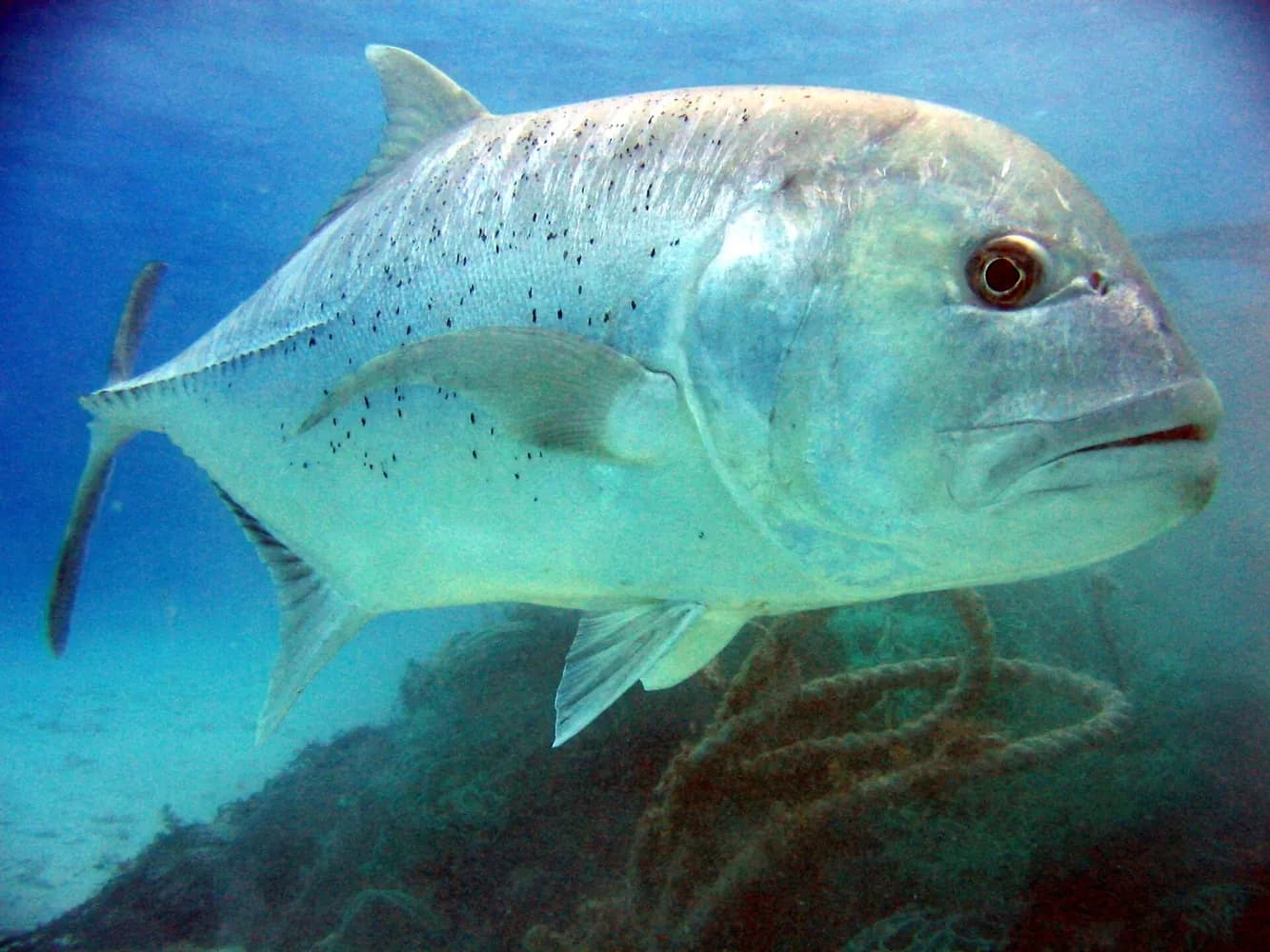 Carangue géante (Caranx ignobilis)