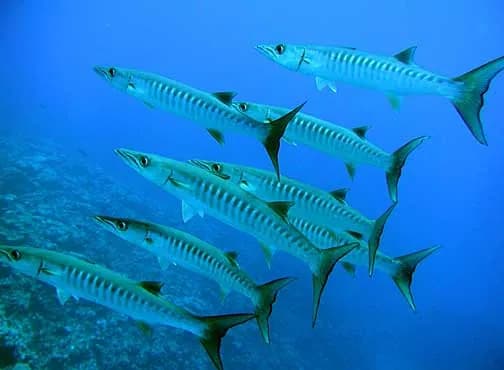 Grand barracuda (Sphyraena barracuda)