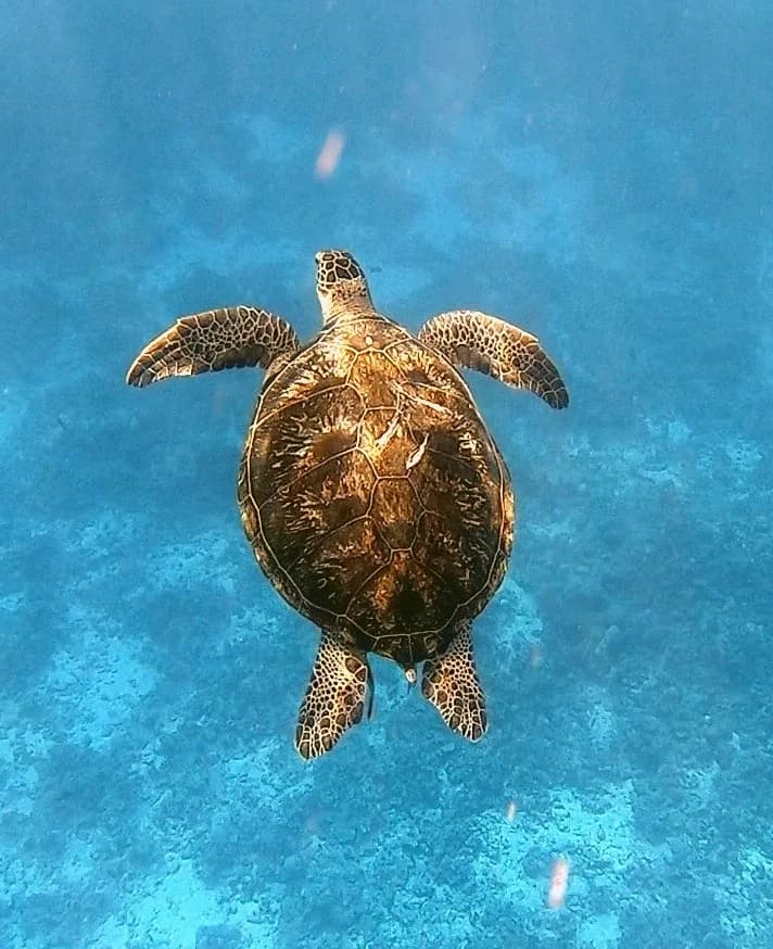 Green sea turtle