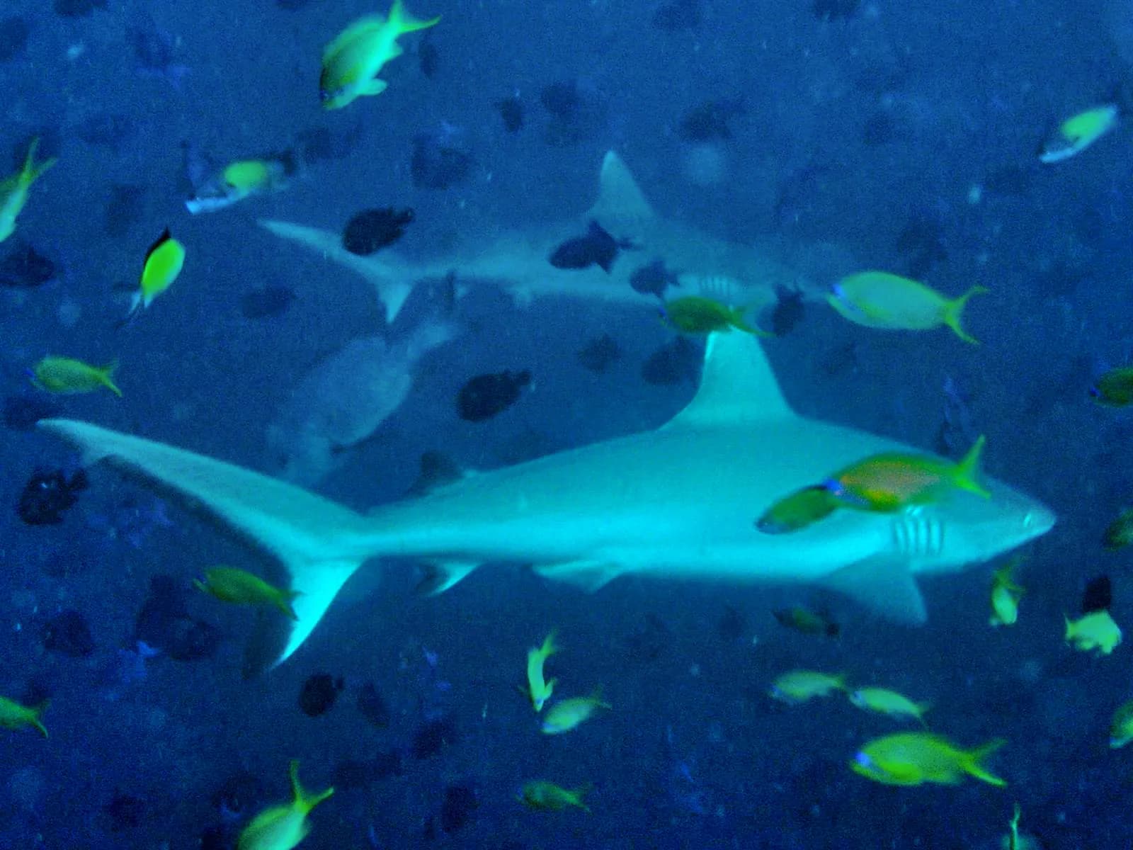Grey reef sharks patrolling blue water at an offshore Red Sea reef