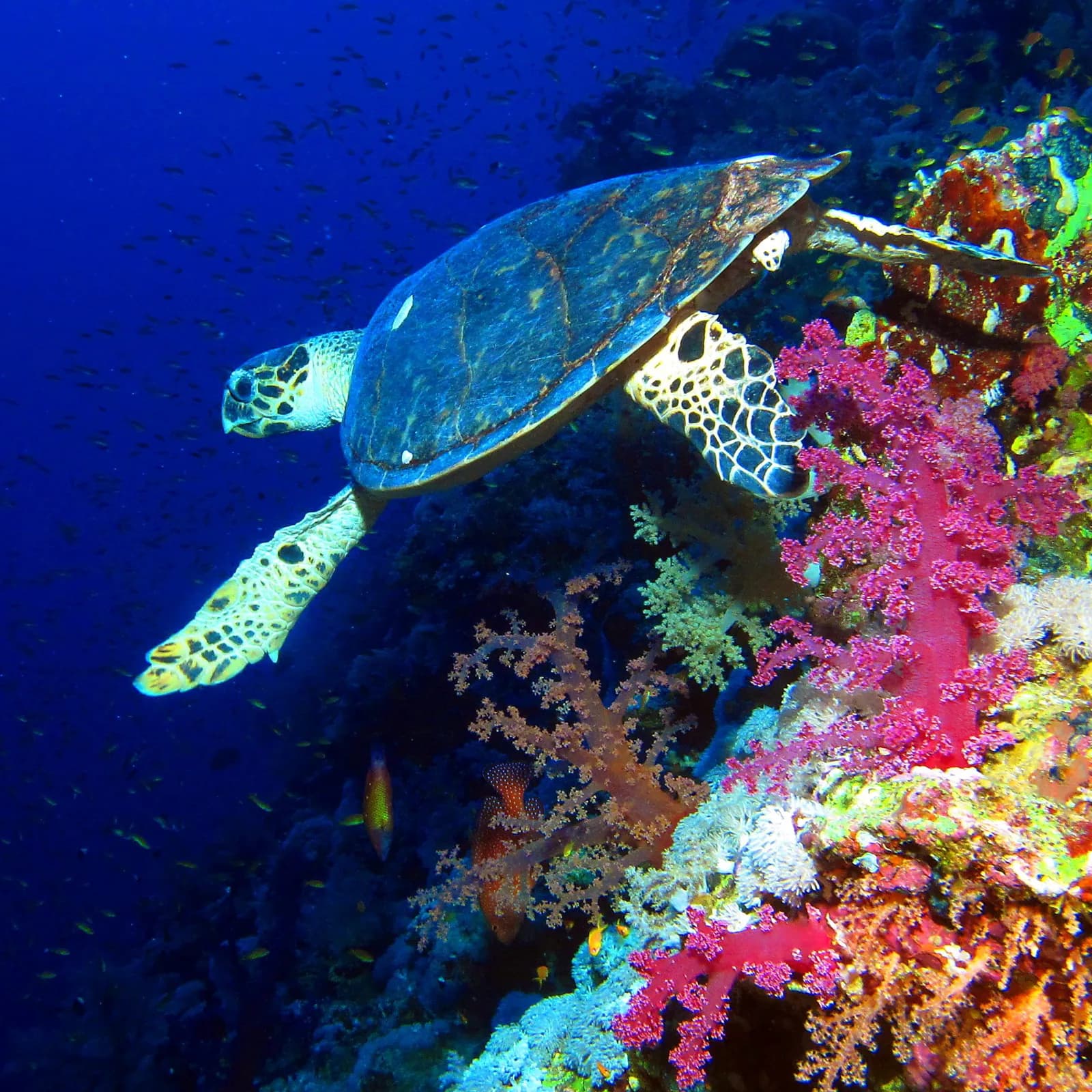 Hawksbill Turtle (Eretmochelys imbricata)
